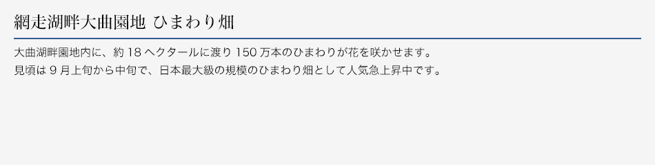 網走湖畔大曲園地 ひまわり畑