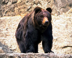 クマ牧場